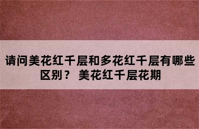 请问美花红千层和多花红千层有哪些区别？ 美花红千层花期